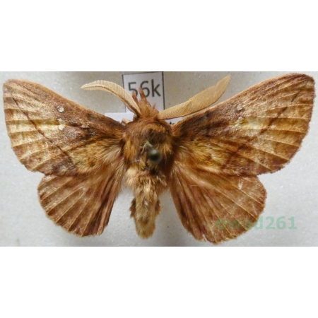 Euthrix potatoria (Linnaeus, 1758) male Barczatka napójka Czech56k